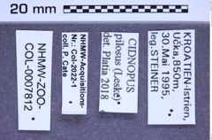 Etikette zu Cidnopus pilosus (Leske, 1785) (NHMW-ZOO-COL-0007812)